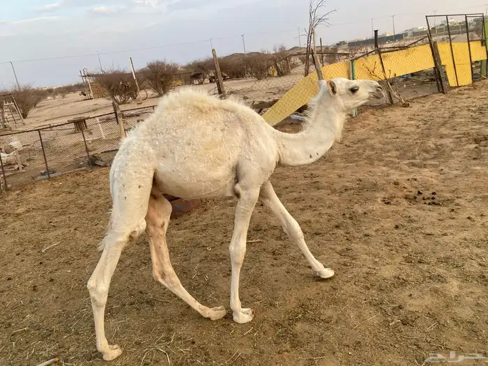 قعدان للبيع في بيشة 5