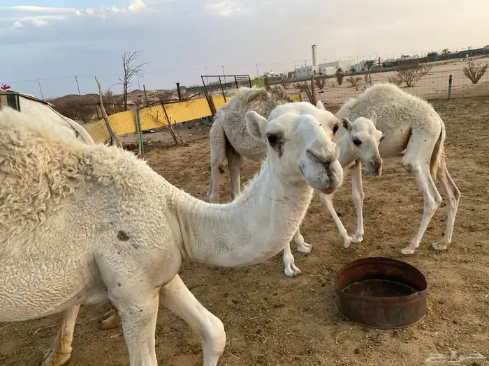 قعدان للبيع في بيشة 4