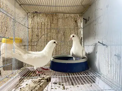 للبيع جوز صنعاني index