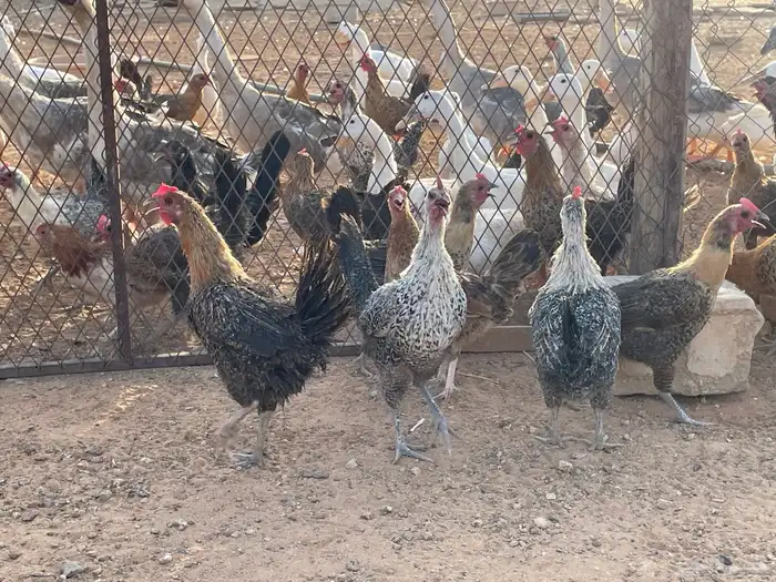 دجاج بياض بلدي وفيومي 0