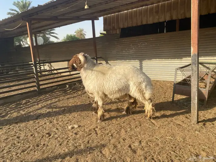 فحل نعيم فاخر 0