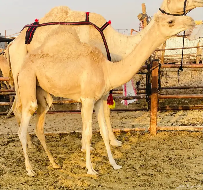 عشرا حره تحتها بكره ومعها شهاده 0
