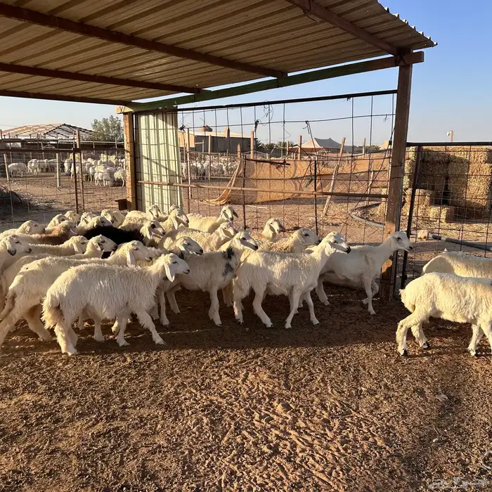 للبيع رخال حريات من المراح 4