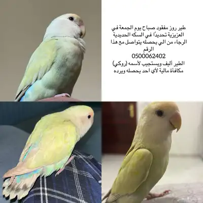 طير روز مفقود - عصفور مفقود index