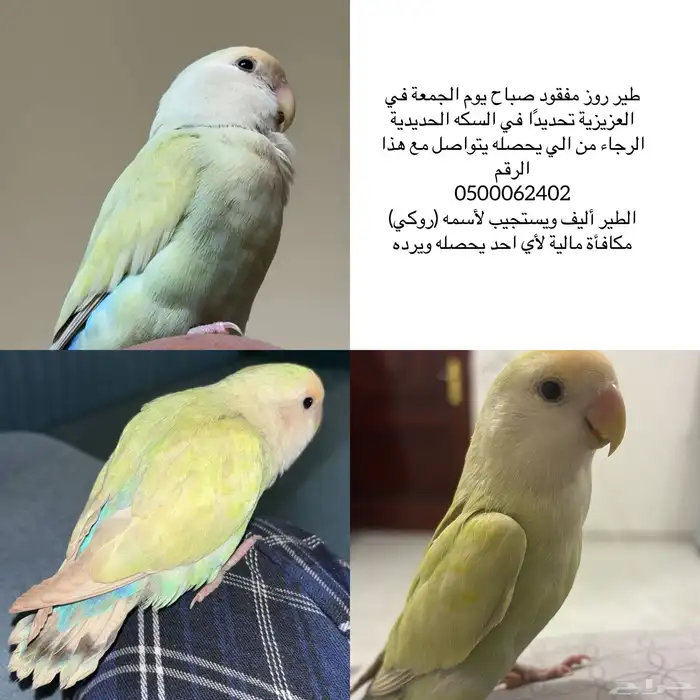 طير روز مفقود - عصفور مفقود 0