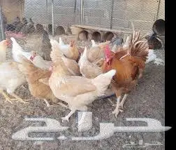 بيع دجاج بلدى وتركى ومفتل بياض 1