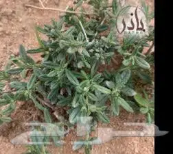بذور جريد رقروق 0