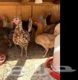 بيع دجاج بلدى وتركى ومفتل بياض 0