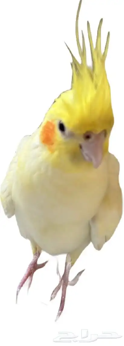 كروان 1