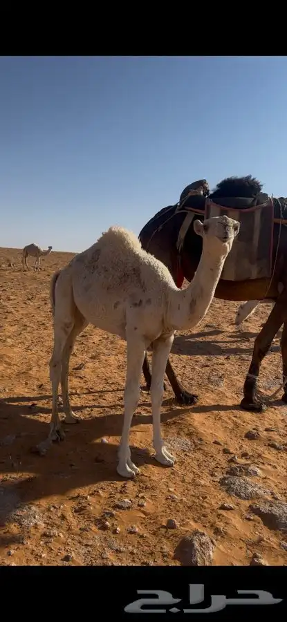 حشو لبانيات 2