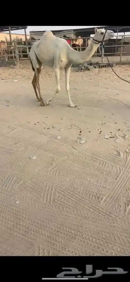 هجن سلالت نادره ونتاج فل بكار ضرايب 1