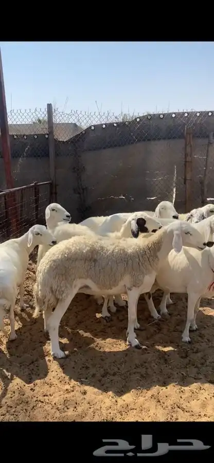 العدد 9 صافات شبب وجروم طيبه دفيع ودفاعها حول 3 شهور امراح 0