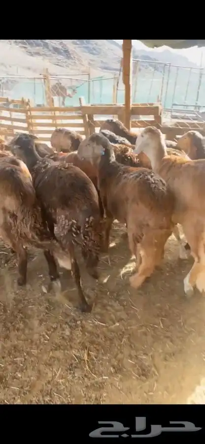 طليان سواكني حمريات مرابي 0