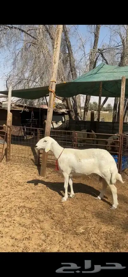 العدد 9 صافات شبب وجروم طيبه دفيع ودفاعها حول 3 شهور امراح 5