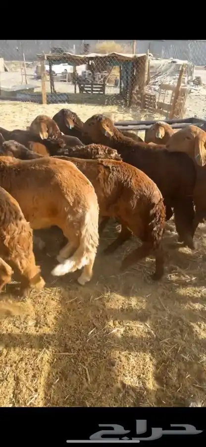 طليان سواكني حمريات مرابي 2