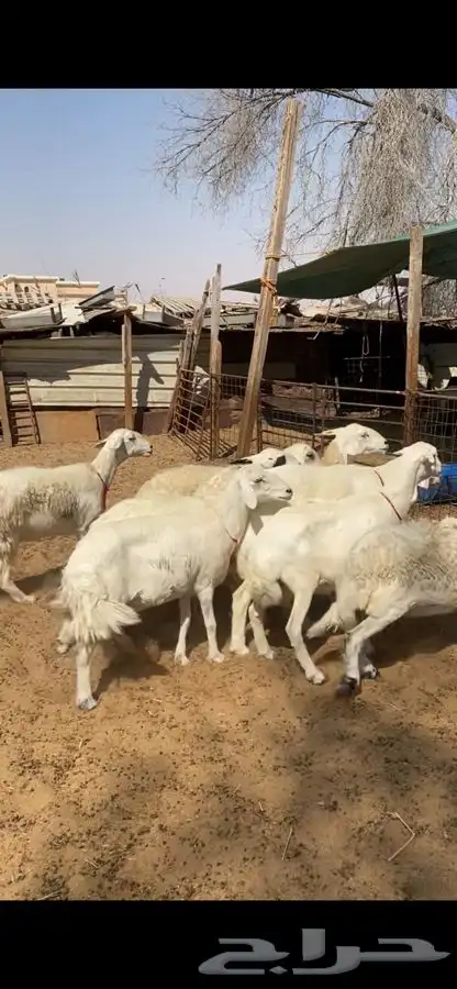 العدد 9 صافات شبب وجروم طيبه دفيع ودفاعها حول 3 شهور امراح 4