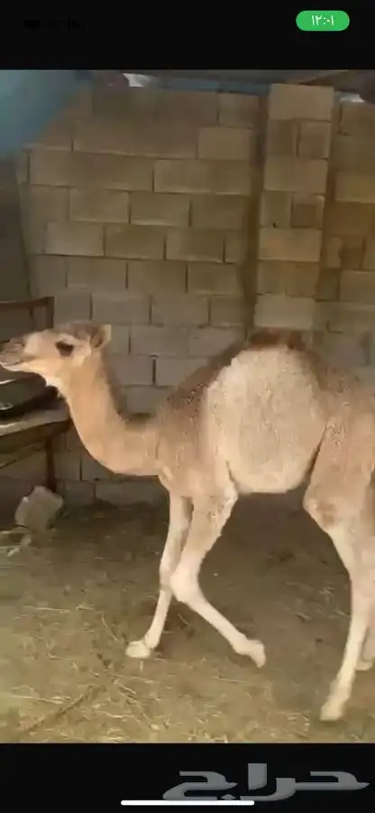 حوار لباني سمين 0