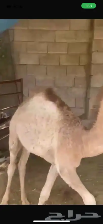 حوار لباني سمين 2