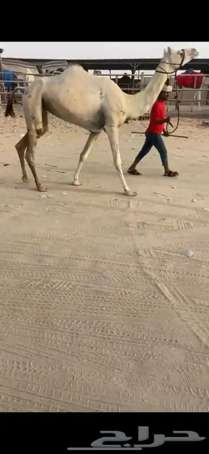 هجن سلالت نادره ونتاج فل بكار ضرايب 0
