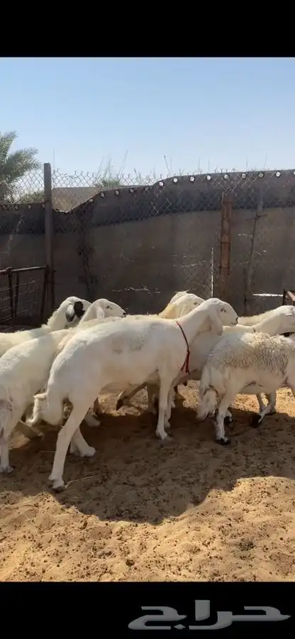 العدد 9 صافات شبب وجروم طيبه دفيع ودفاعها حول 3 شهور امراح 6