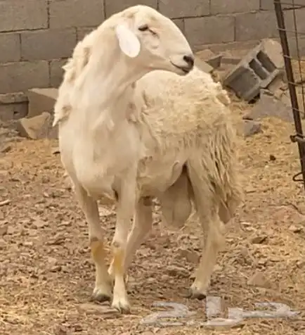 خروف فحل حري حرش فاخر 1