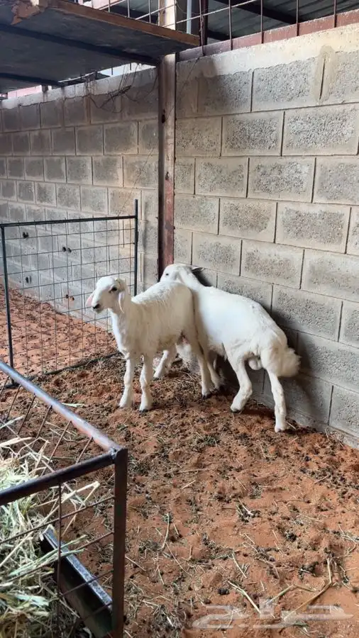 حريات طيبات جاهزه ل الذبح مقفلات 1