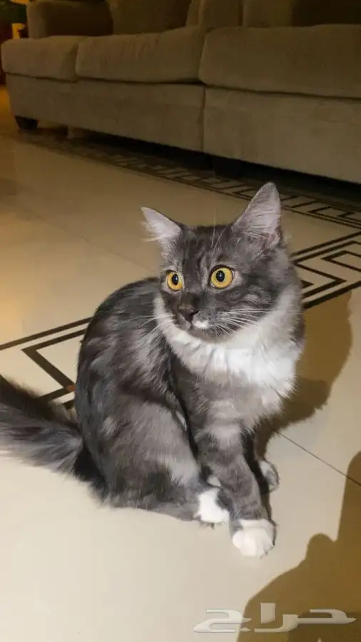 قطوه انثى للتبني مستعجل بالاحساء 3