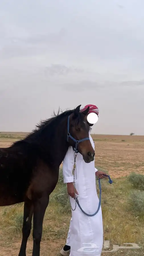 للبيع فرس شعبي 7