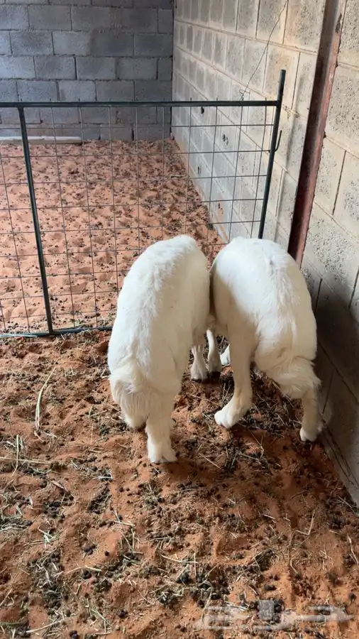 حريات طيبات جاهزه ل الذبح مقفلات 0