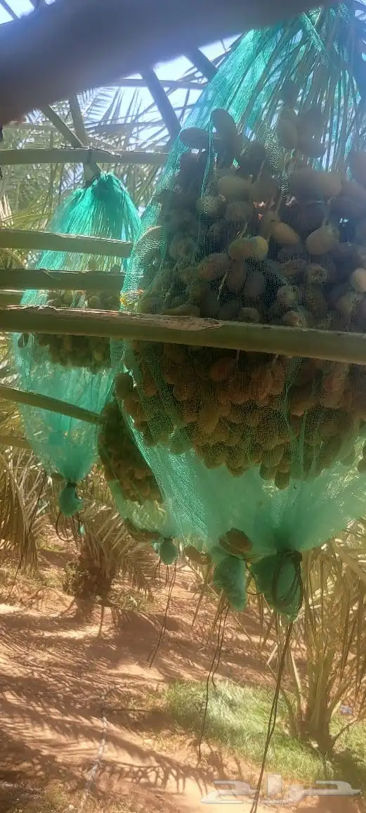 ثمرة نخيل خلاص للبيع 0