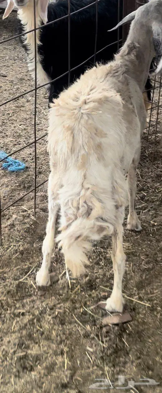 نعجه حريه وخروف جذع فحل 3