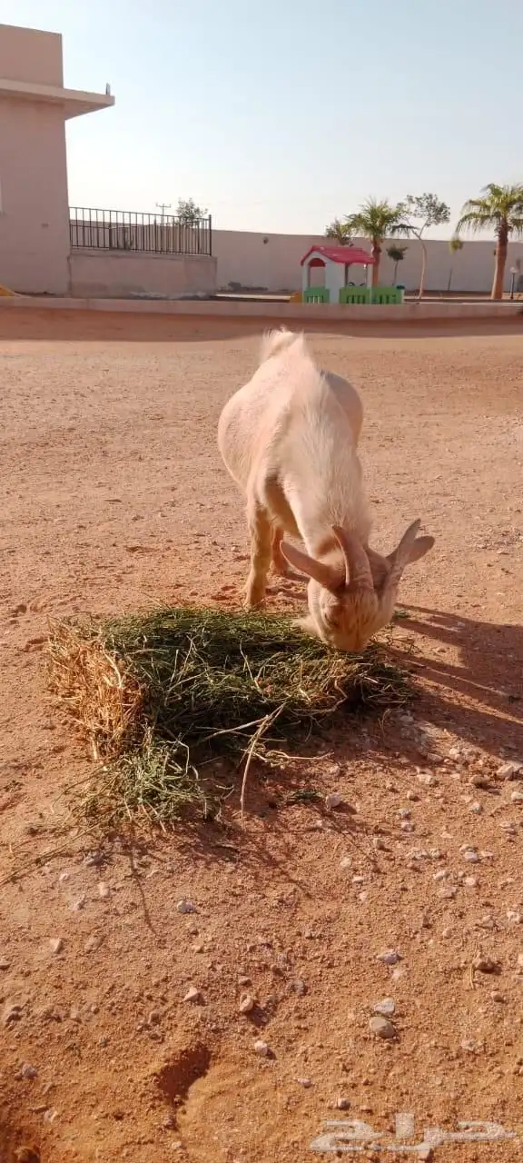 تيس قزمي 1