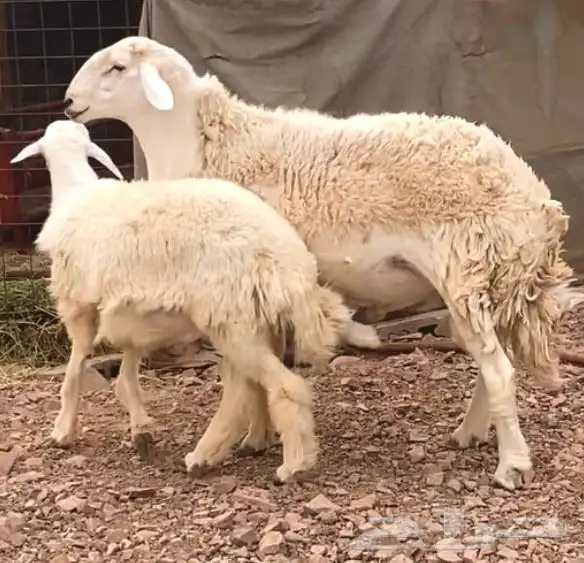 خروف فحل حري حرش فاخر 2