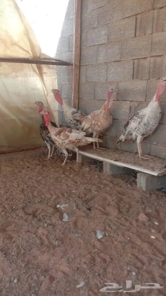 دجاج رومي 0