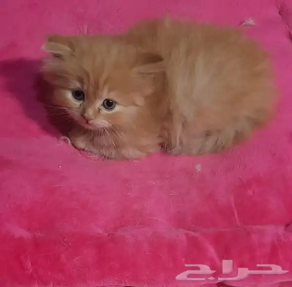كيتين هيمالايا امريكي 1