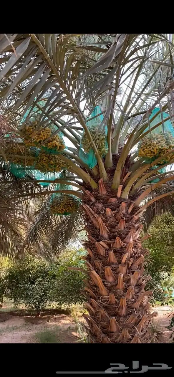 تمر خلاص دخيني خضري 3