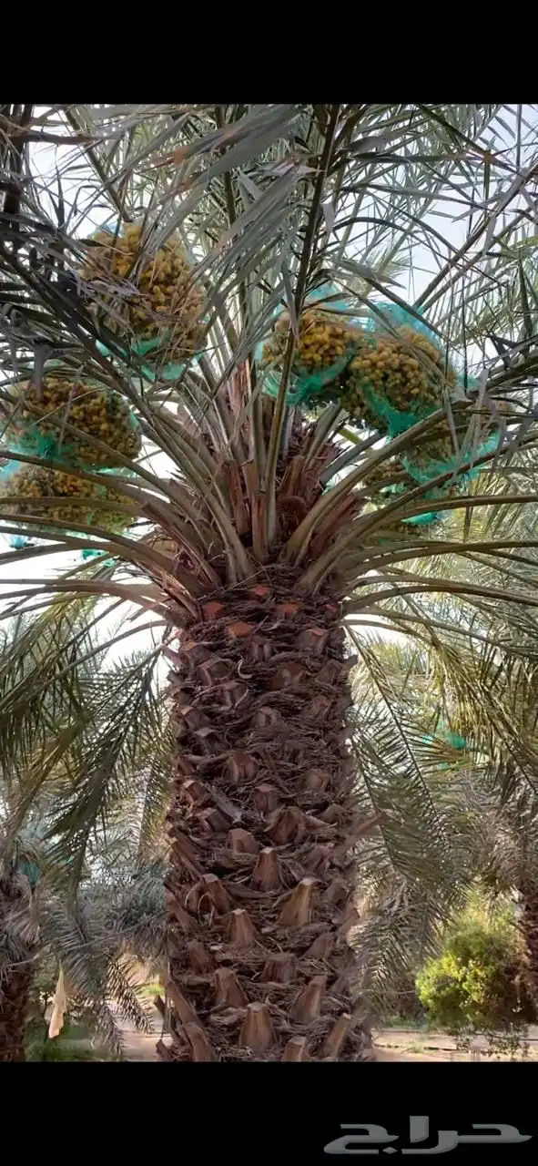 تمر خلاص دخيني خضري 2