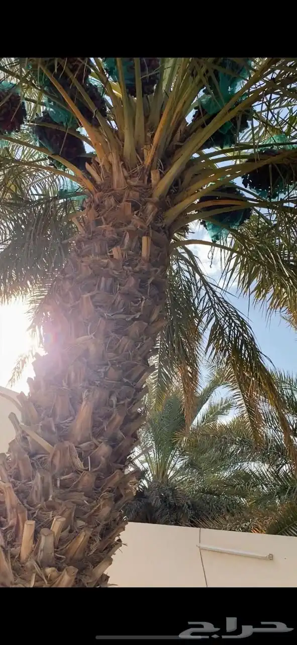 تمر خلاص دخيني خضري 1
