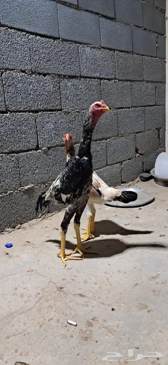ديك ودجاجه فروخ 0