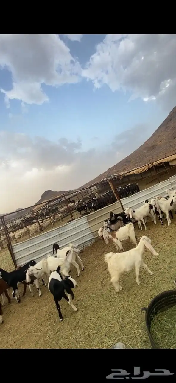 جفار مصريات انتاج 4