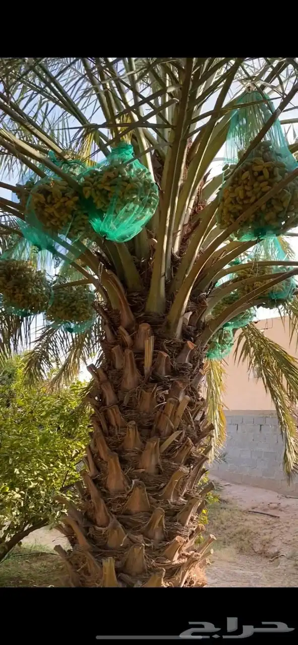 تمر خلاص دخيني خضري 4
