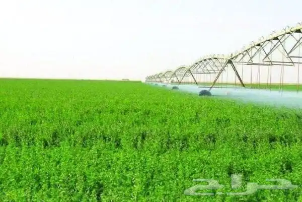 مشروع زراعة برسيم مطلوب شريك 0