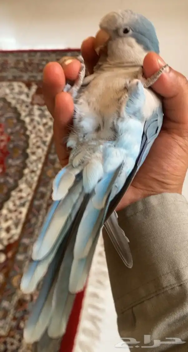 كويكر العمر سنتين أليف ويحب اللعب ومتكلم 2
