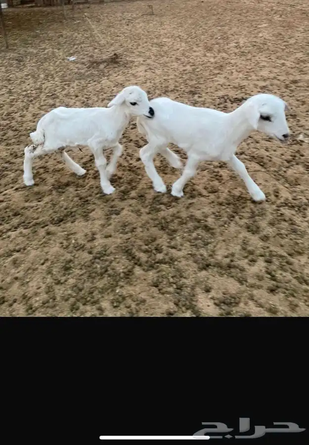 شاه رفيديه معها ثنين 1