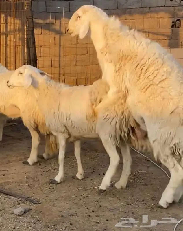 خروف فحل حري حرش فاخر 13