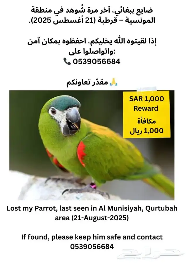 بغبغاء مفقود 0
