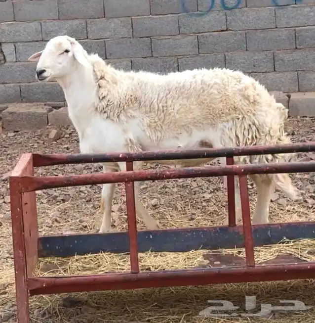 خروف فحل حري حرش فاخر 11