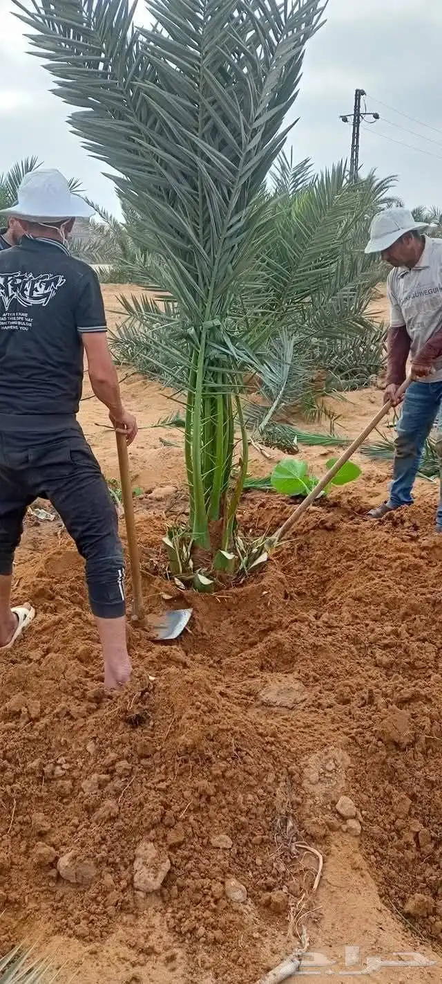 معلم لجميع انواع النخل والشجر 8