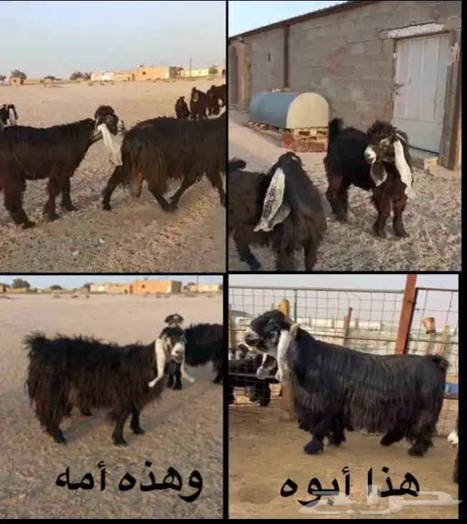 للبيع تيس فحل جذع 1