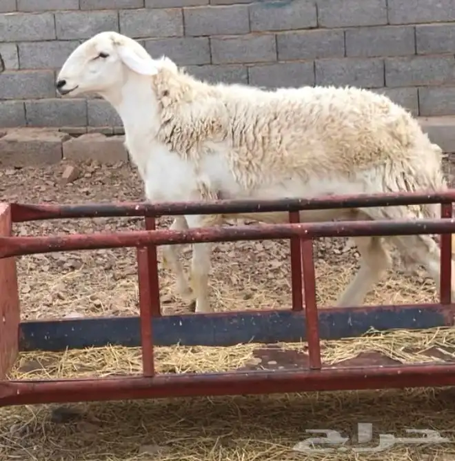 خروف فحل حري حرش فاخر 10